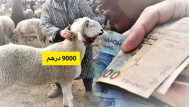 Photo of قرار إلغاء عيد الأضحى يربك حسابات “شناقة” المواشي