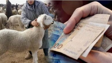 Photo of فضيحة دعم المواشي بالمغرب: 73 مليار سنتيم لكل مستورد وشبهات فساد تهز الرأي العام