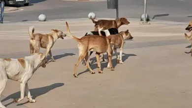 Photo of العدالة تنتصر للضحية.. هجوم كلاب ضالة على سيدة يكلّف جماعة الدار البيضاء 50 ألف درهم