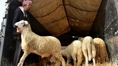 Photo of في ظل تصاعد تداعيات الجفاف… هل ينجح برنامج “الجيل الأخضر” في تحصين الفلاحين؟