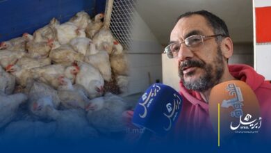 Photo of مهني دواجن: تراجع الإقبال على الدجاج بسبب غلاء الأسعار ومطالب بتشديد المراقبة في رمضان