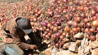 Photo of ارتفاع صاروخي في أسعار البصل.. الكيلو يصل إلى 16 درهما ويثير غضب المستهلكين