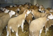 Photo of احتجاز الأغنام يربك السوق ويرفع أسعار اللحوم قبيل عيد الأضحى