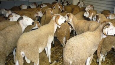 Photo of احتجاز الأغنام يربك السوق ويرفع أسعار اللحوم قبيل عيد الأضحى