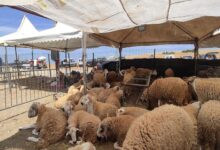 Photo of تراجع أسعار الأضاحي وسط وفرة العرض وضعف الإقبال يطبع أسواق الماشية