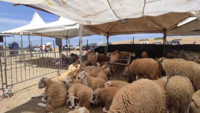 Photo of تراجع أسعار الأضاحي وسط وفرة العرض وضعف الإقبال يطبع أسواق الماشية