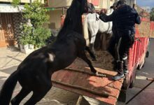 Photo of لإنهاء حالة الفوضى.. سلطات طنجة تشن حملة مباغتة وتحجز 12 حصانا بالشرف ومغوغة الصغيرة