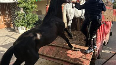 Photo of لإنهاء حالة الفوضى.. سلطات طنجة تشن حملة مباغتة وتحجز 12 حصانا بالشرف ومغوغة الصغيرة