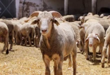 Photo of الداخلية تمنع بيع الأضاحي في “الكراجات” وتوجه نحو الأسواق المنظمة