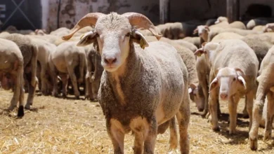 Photo of الداخلية تمنع بيع الأضاحي في “الكراجات” وتوجه نحو الأسواق المنظمة