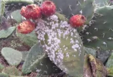Photo of صيف بلا “هندية”.. الحشرة القرمزية تحرم المغاربة من فاكهتهم المفضلة