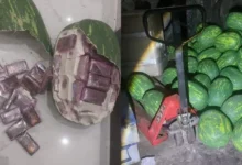 Photo of قاضي التحقيق يباشر البحث مع متهمين في قضية شحنة “الشيرا” المموهة داخل مجسمات البطيخ