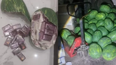 Photo of قاضي التحقيق يباشر البحث مع متهمين في قضية شحنة “الشيرا” المموهة داخل مجسمات البطيخ