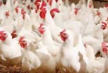 Photo of وداعا للدجاج الرخيص.. مؤشرات تنذر بعودة الأسعار إلى الارتفاع