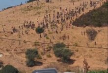 Photo of عنوان الخبر  حصيلة جديدة بالفنيدق.. توقيف 148 مرشحاً للهجرة غير النظامية دون تسجيل أي تسلل جماعي نحو سبتة