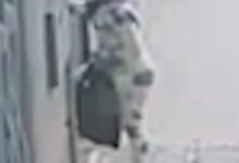 Photo of أمن طنجة يوقف سيدة حديثة الخروج من السجن للاشتباه في سرقة أحذية من منزل بالجيراري